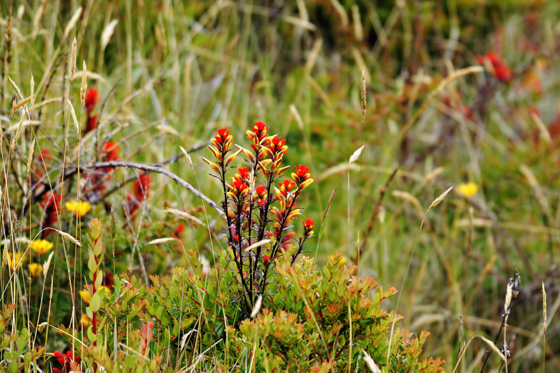 Castilleja am Vulkan Irazú